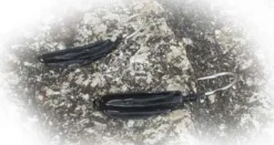 Point Jude Jig Heads